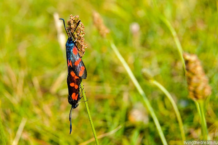 denmark1-007 denmark1-007