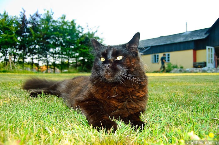 denmark1-017 denmark1-017