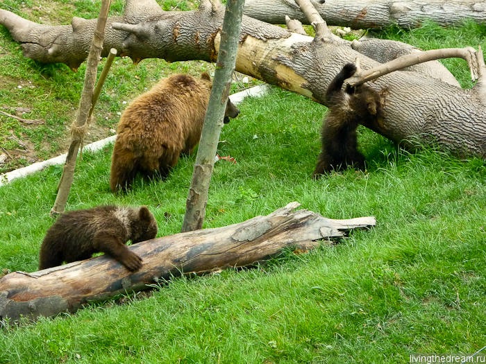Бернские медведи
